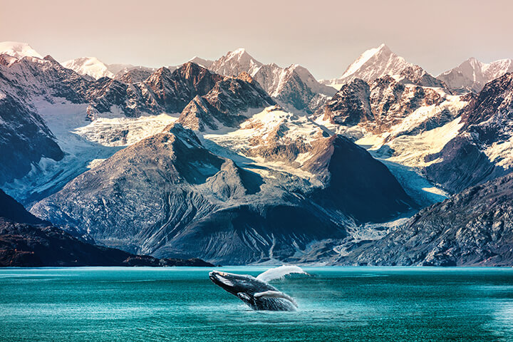 Snow capped mountains behind a blue body of water with a whale