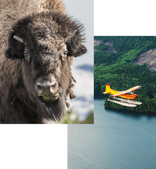 Collage of buffalo and water plane over a body of water with forrest in the background 